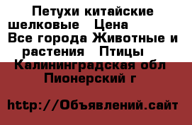 Петухи китайские шелковые › Цена ­ 1 000 - Все города Животные и растения » Птицы   . Калининградская обл.,Пионерский г.